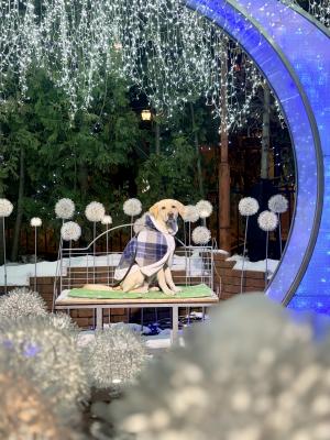 イルミネーション