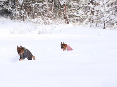 シェパードラッセル