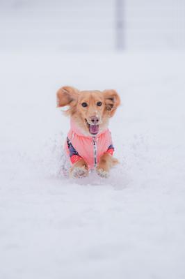 ひゃっほーい！