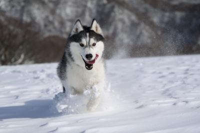 雪大好きハスキー