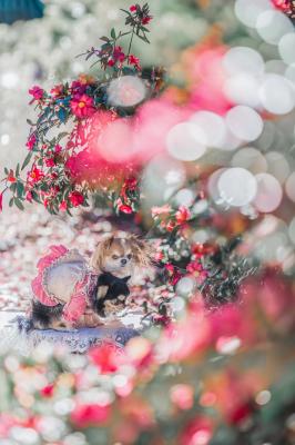 キラキラ山茶花