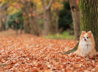 冬のおさんぽ道