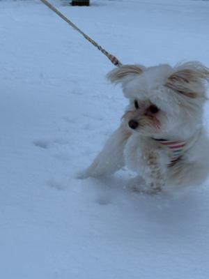 雪上を駆け抜けろ！