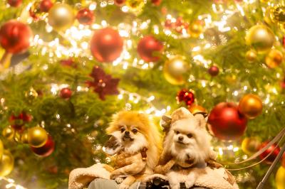 クリスマスツリーとイチとコッペ