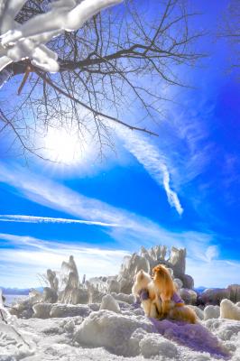 冬空を駆ける青と白