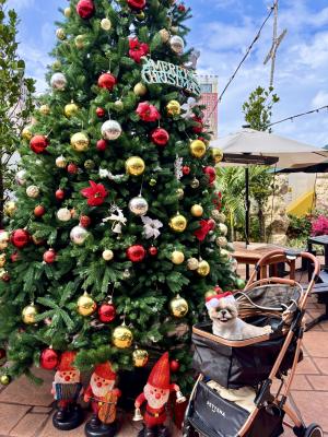 クリスマスの妖精さんたち