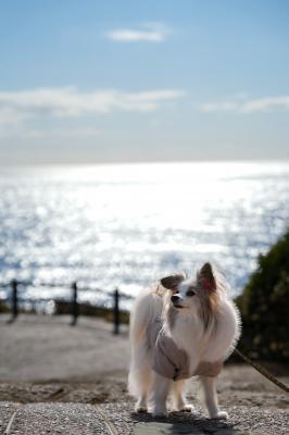 冬のキラキラな海