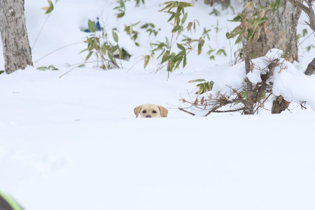 エゾオコジョ風