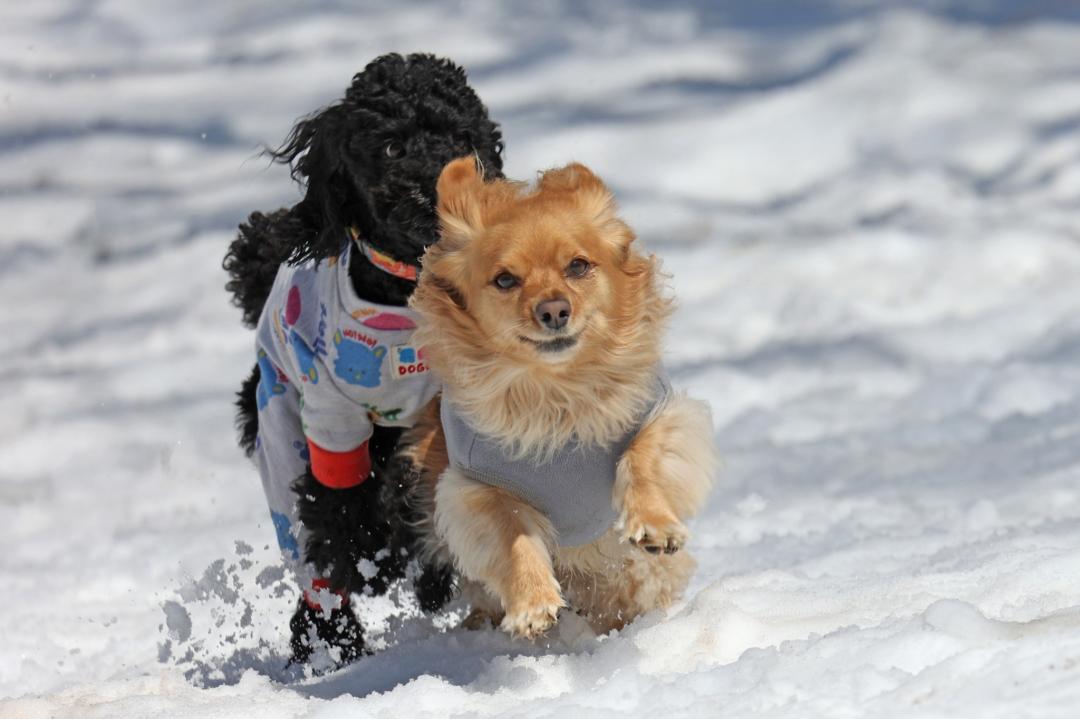 雪と笑顔のスプリント
