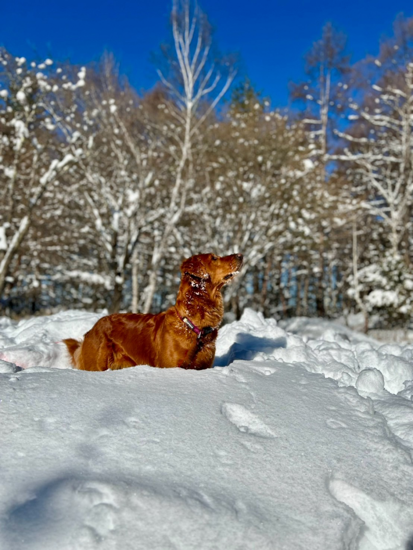 鳥の声がするほうへ
