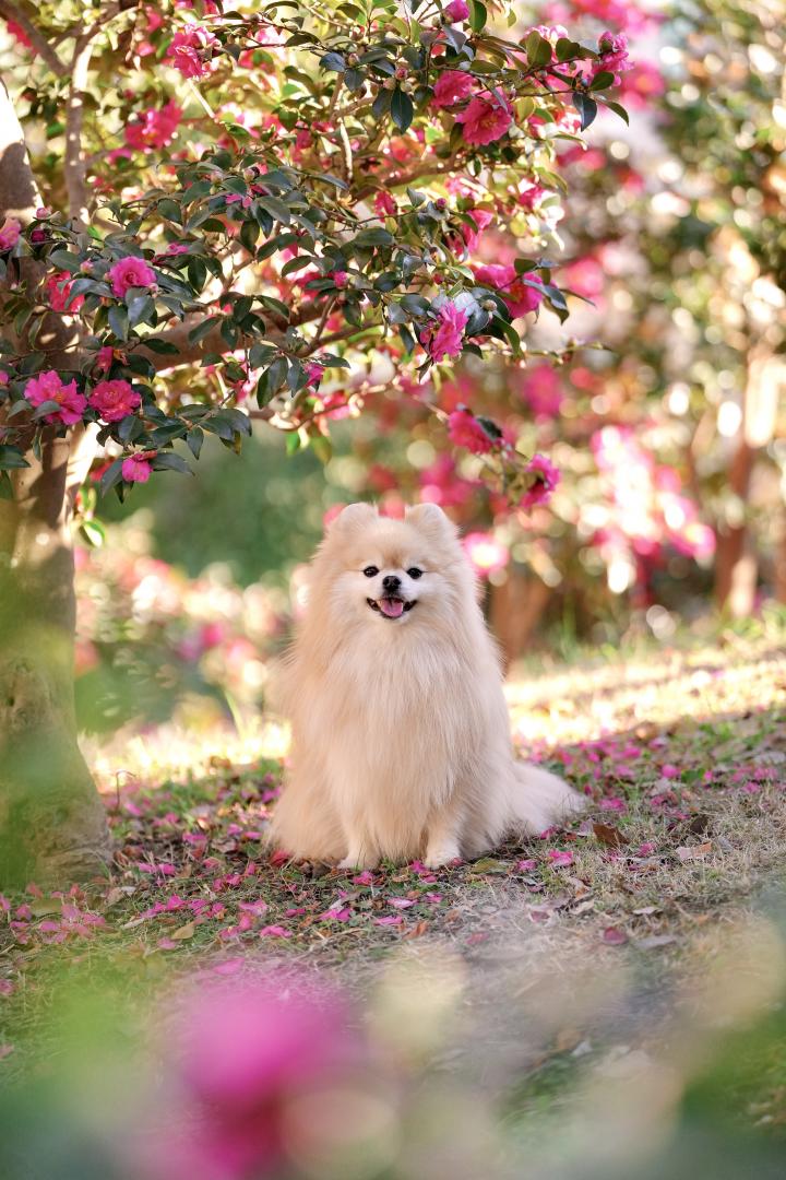 山茶花のじゅうたん
