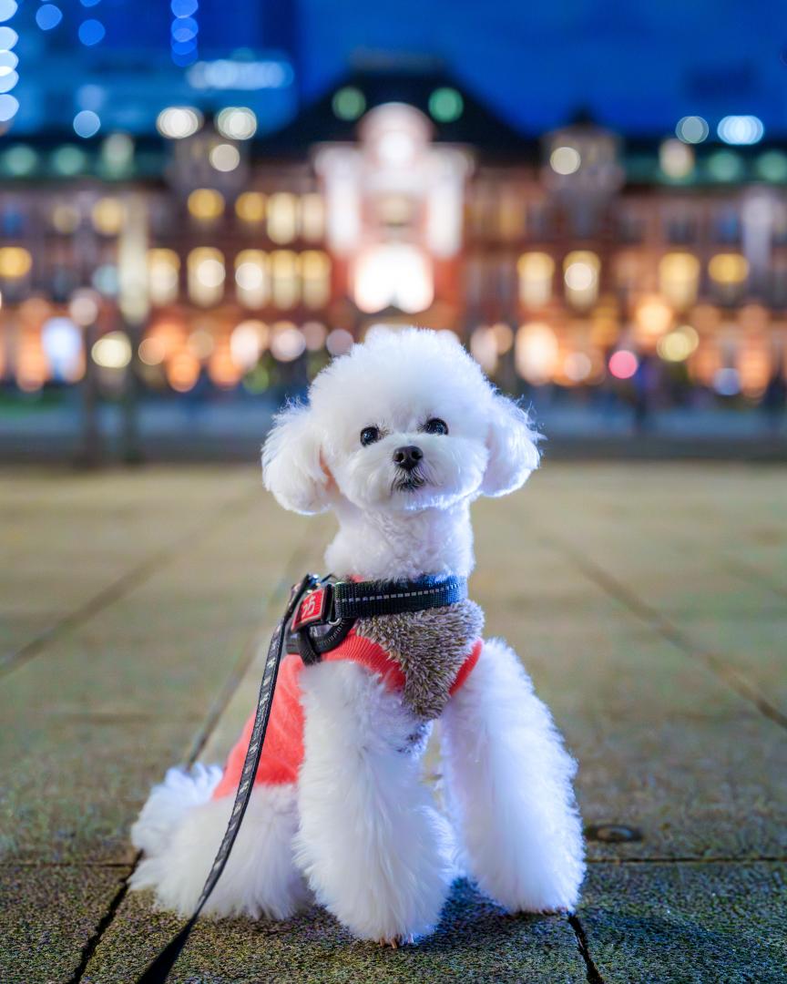 ぼくと、東京の夜