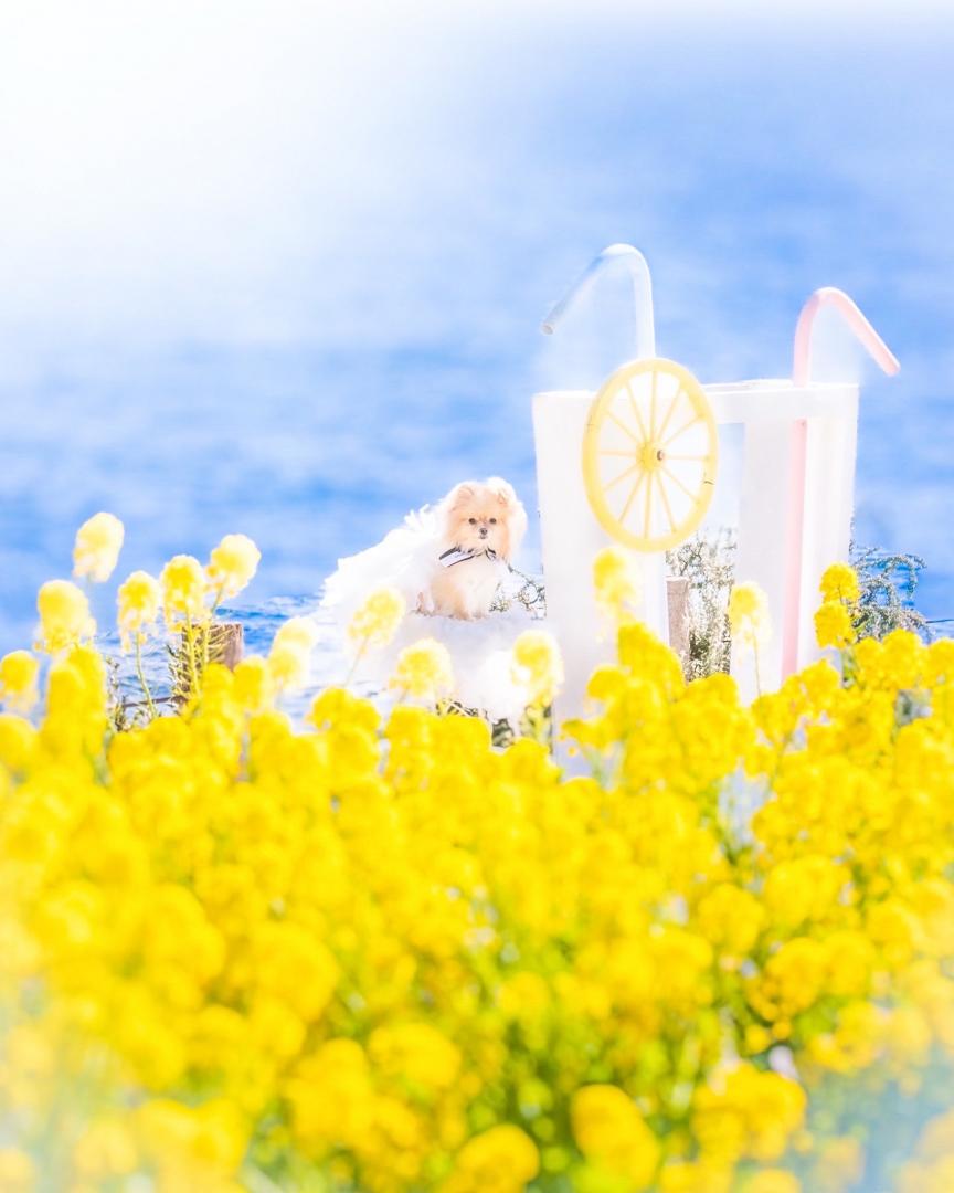 幸せの黄色い菜の花