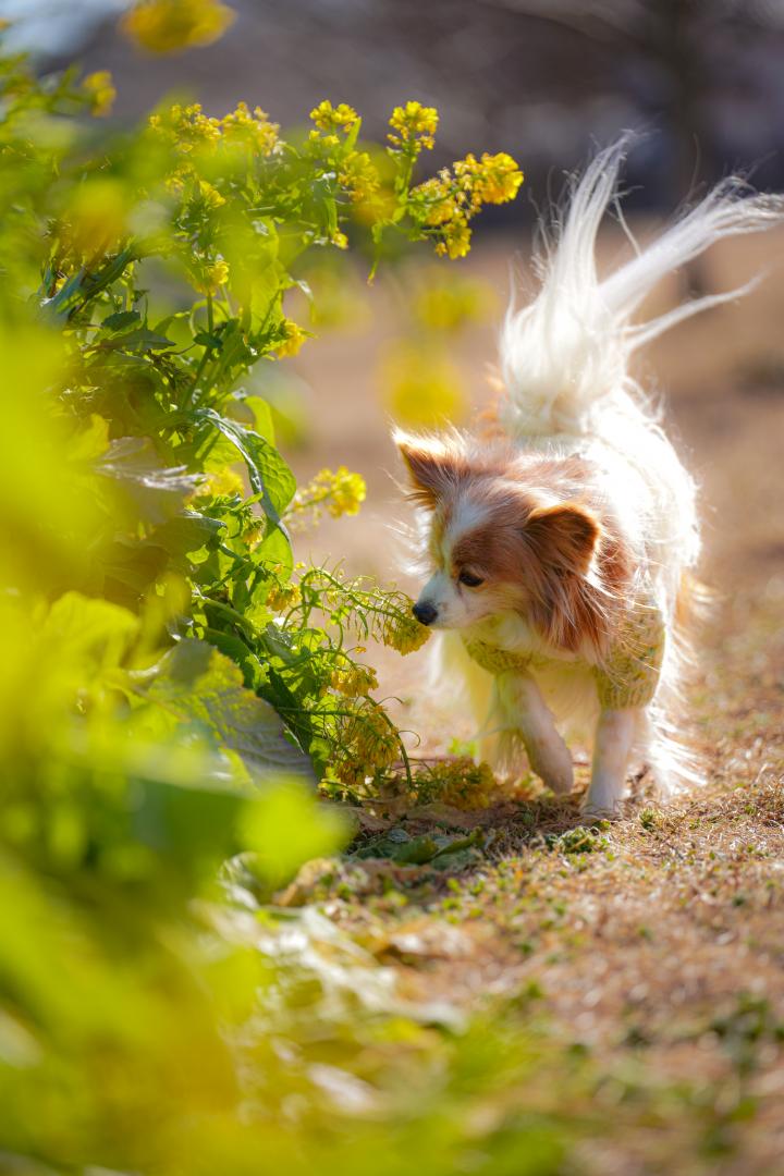 からっ風に負けないよ