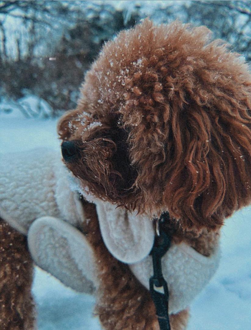 モコモコ×もこもこ