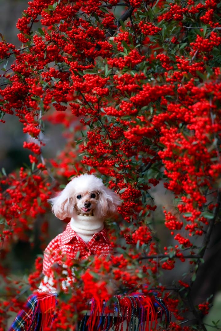 ピラカンサの赤の美しさと