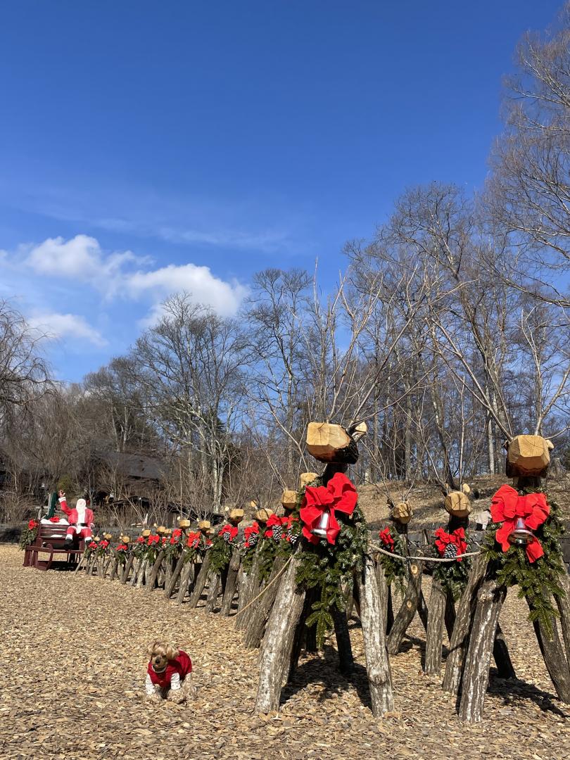 トナカイに連れられて
