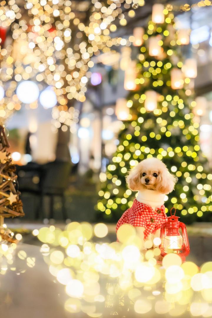 キラキラのクリスマス