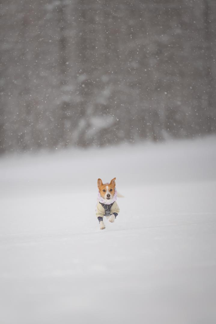 雪原ダッシュ！ 