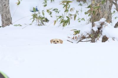 エゾオコジョ風