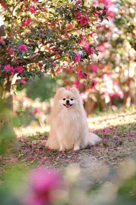 山茶花のじゅうたん