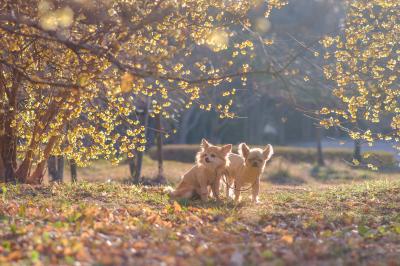 ロウバイの森で