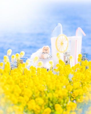 幸せの黄色い菜の花