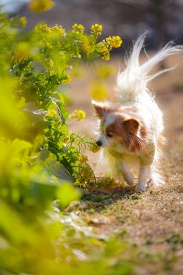 からっ風に負けないよ