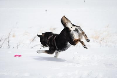 雪の中を飛ぶハートのお尻♡