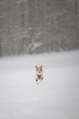 雪原ダッシュ！ 