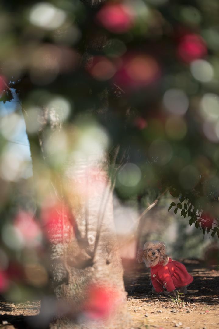 キラキラ山茶花