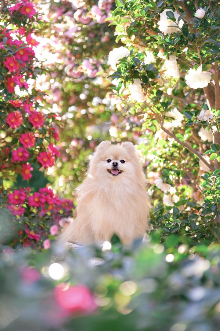 色とりどりの山茶花に囲まれて