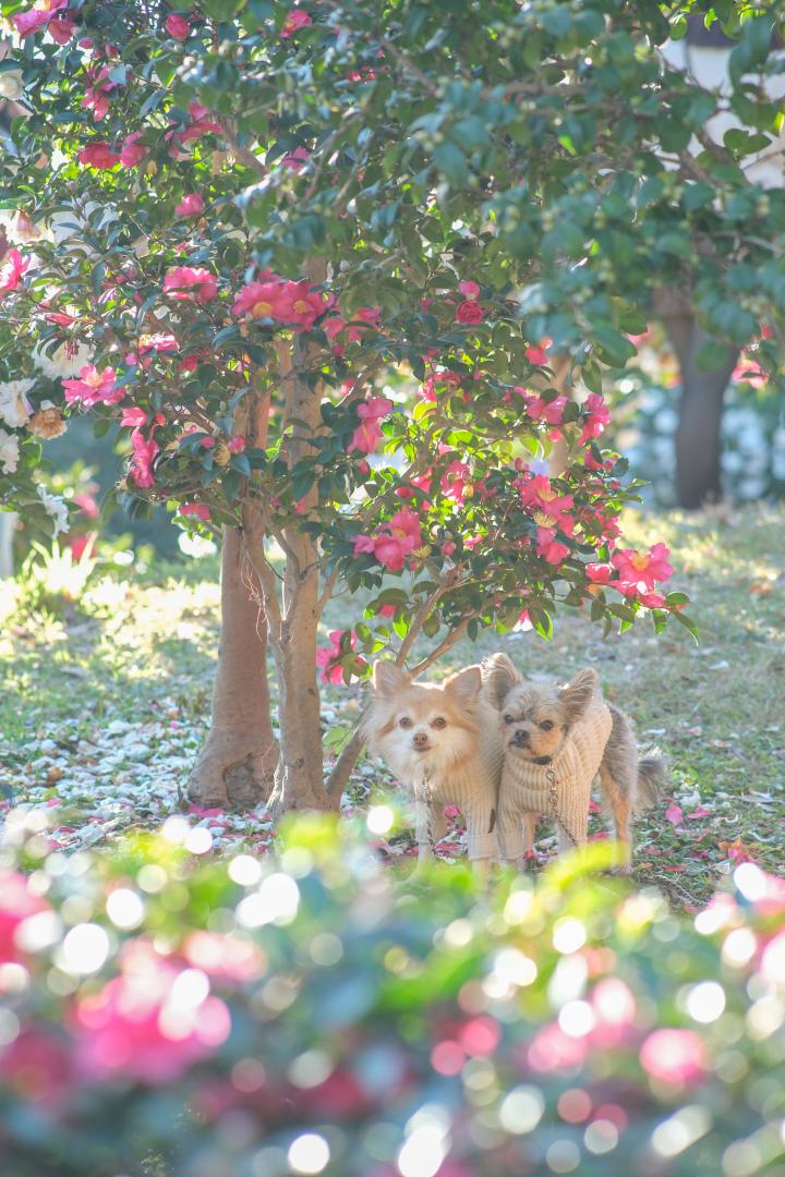 キラキラの山茶花と
