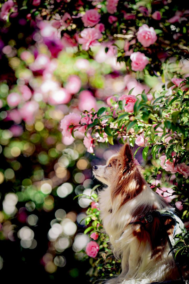 サザンカイルミネーション