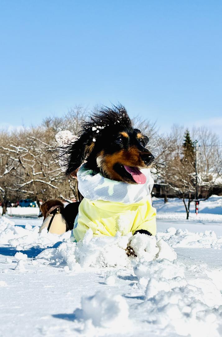 雪原を駆ける、冬色スマイル