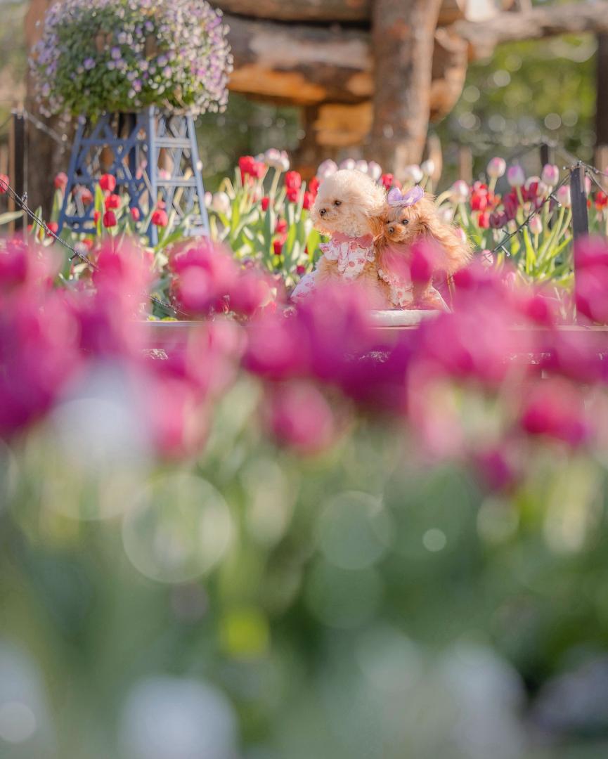 アイスチューリップ