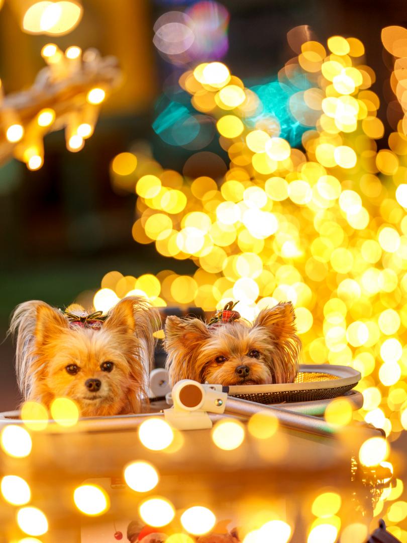 イルミネーション