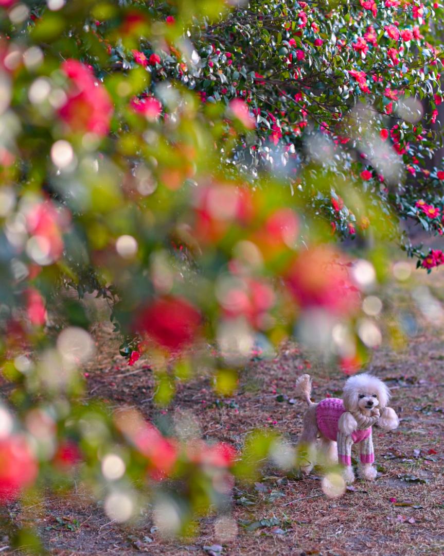 キラキラサザンカ