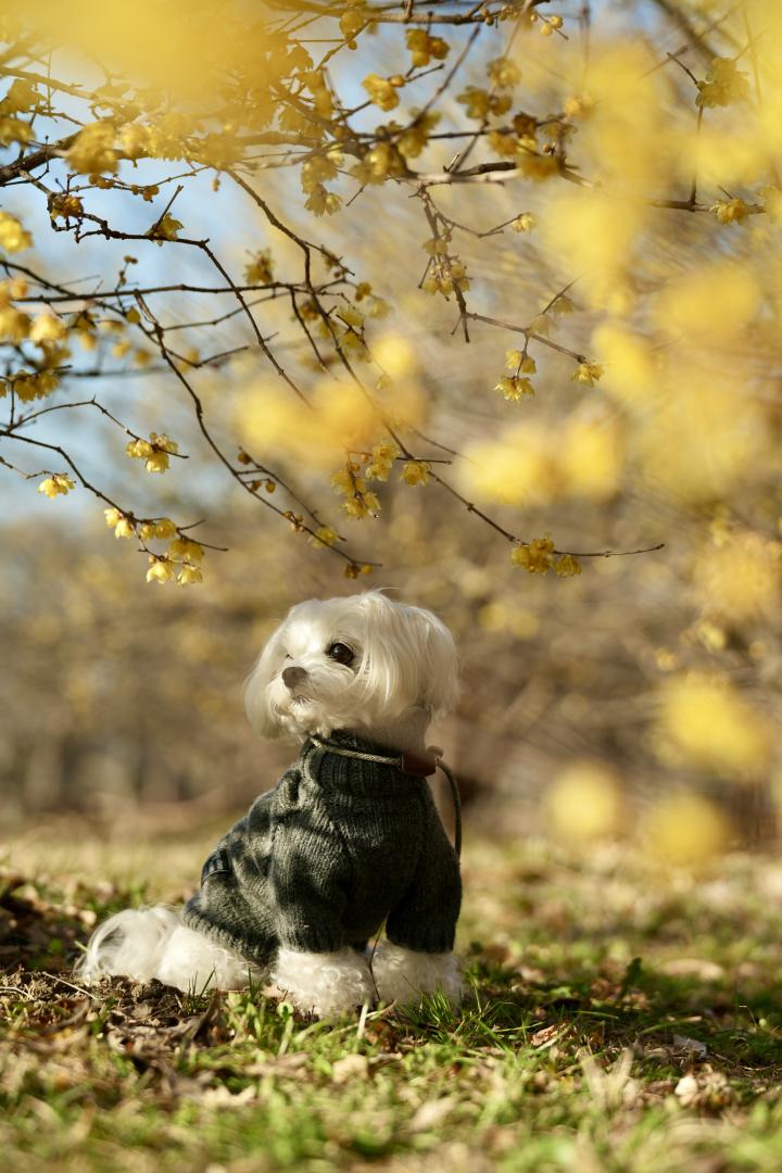 蝋梅の甘い香りに包まれた冬の朝