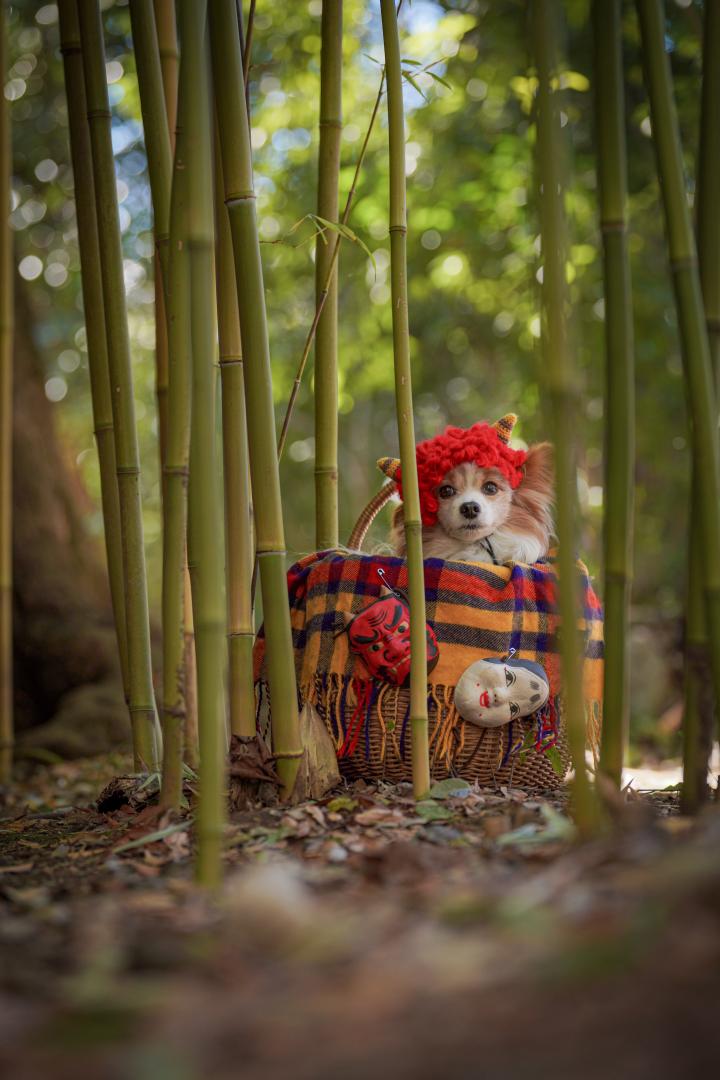 かくれんぼ鬼さん