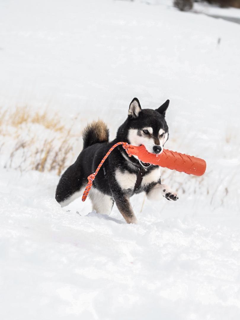 雪遊び大好き！