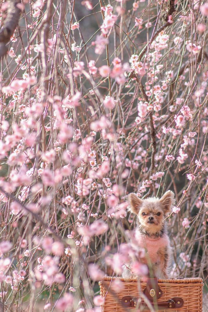 垂れ梅とコタロウ