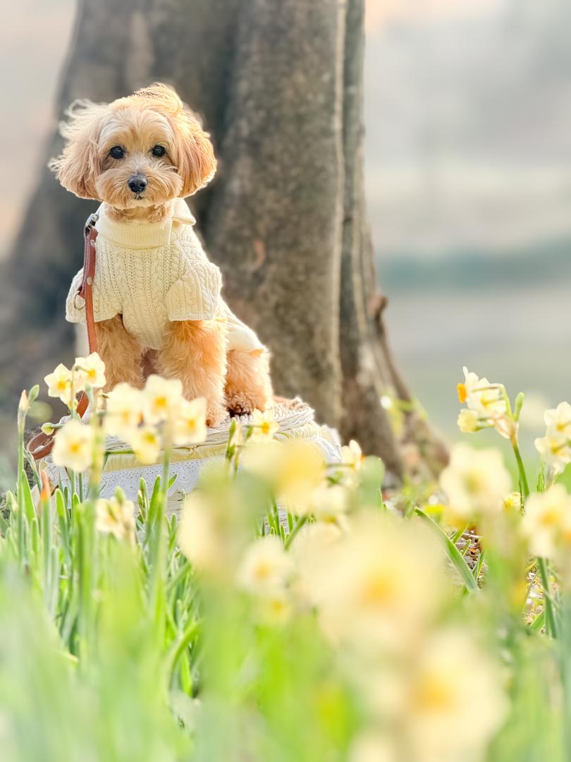 水仙咲き始めたよ