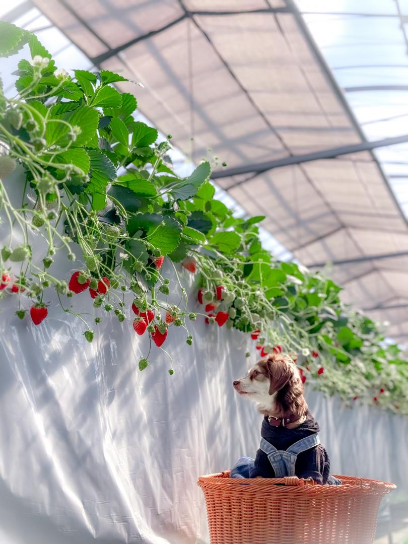 いちご早く食べたいな～