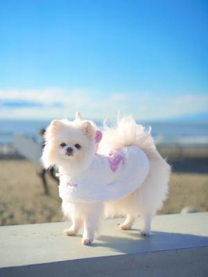 午年おめでとう