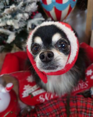 プレゼントは何かなぁ