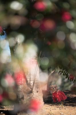 キラキラ山茶花