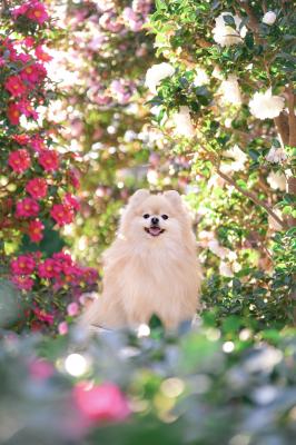 色とりどりの山茶花に囲まれて