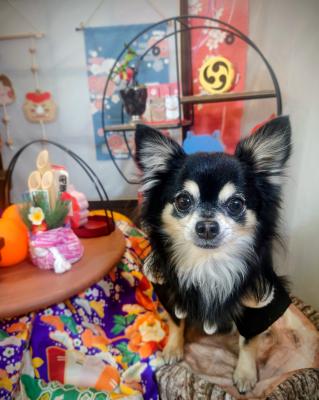 日本のお正月。