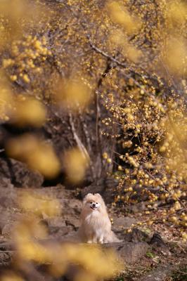 蝋梅の森の中で